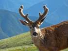 USA, Washington State, Olympic National Park. Close-up of male deer. deer Art Print